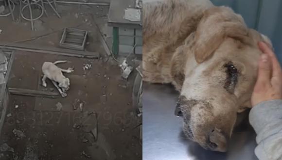 Hope, el can que fue abandonado a su suerte en el depósito de una vivienda de Lince. (Foto: IG Adogtados)