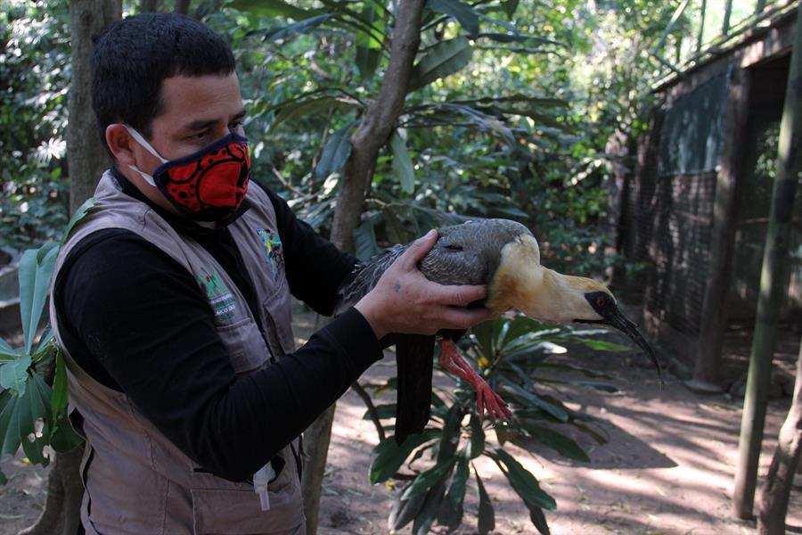 El Zoológico Municipal de Fauna Sudamericana Noel Kempff Mercado está considerado uno de los más completos de Suramérica. (Foto: Juan Carlos Torrejón / EFE)