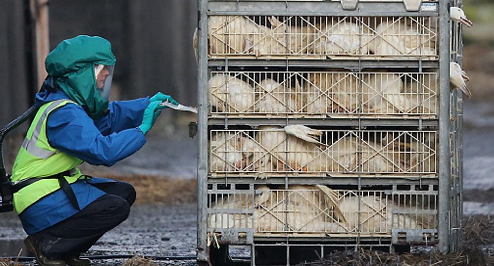 Las aves sacrificadas en Japón por el brote de gripe aviar recientemente detectado en el país ascienden ya a más de 924.000. (Foto: Getty Images)