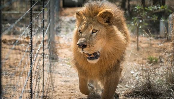 Conservators Center Burlington | León mata a trabajadora de un zoológico de Estados Unidos | Alexandra Black. (Foto referencial, AFP).