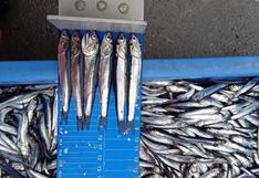 Autorizan inicio de Primera Temporada de Pesca 2024 de anchoveta en Zona Norte - Centro del Perú