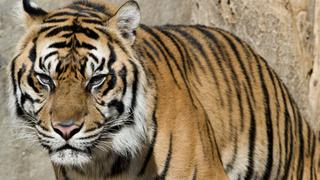 Más de 2,300 tigres han sido abatidos y contrabandeados desde 2000