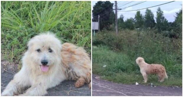 El amor y fidelidad de las mascotas con sus amos no tiene comparación. Este can en Tailandia protagoniza un relato cargado de emociones y sorpresas. (Foto: Telefe)