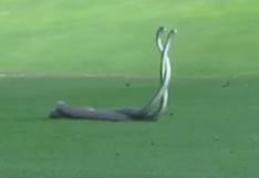 YouTube: pelea entre mambas negras en campo de golf se vuelve viral 