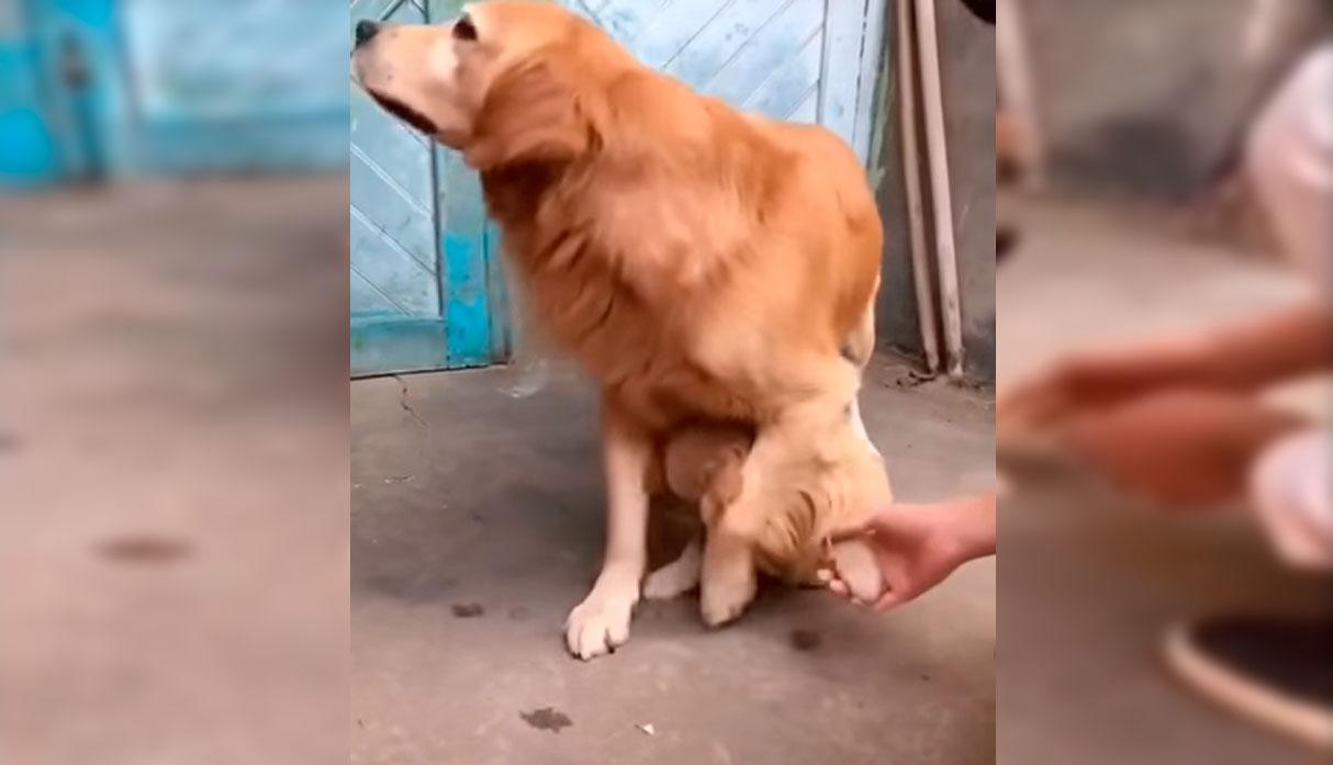 Un Golden Retriever fue viral en YouTube por querer proteger a su cachorro de la manera más tierna. (Foto: YouTube/captura)