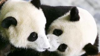 Osos panda gemelos viajarán de Madrid a China para perpetuar la especie
