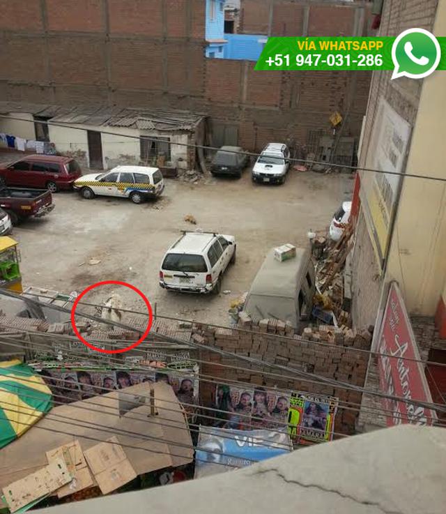 WhatsApp: crían una llama dentro de una cochera en VMT - 2