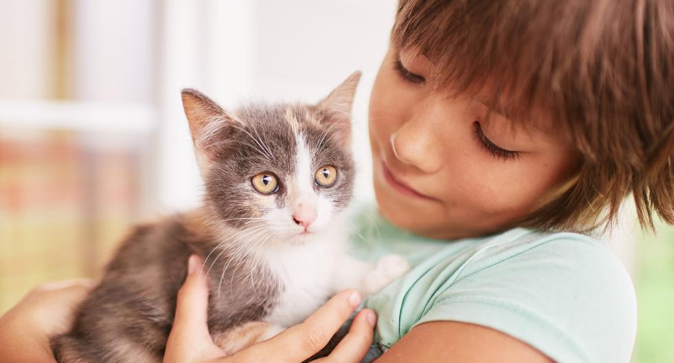 Brindar los cuidados necesarios a un gato no solo contribuye a su salud y bienestar, sino que también enriquece la experiencia de tenerlo como mascota, fortaleciendo la relación entre el dueño y su felino compañero.