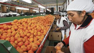 Mandarinas peruanas se abren camino para ingresar al mercado de la India, según Procitrus