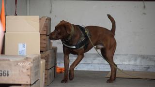 Boris y Bruce: los perros que rastrearán el tráfico de jaguares en Sudamérica 