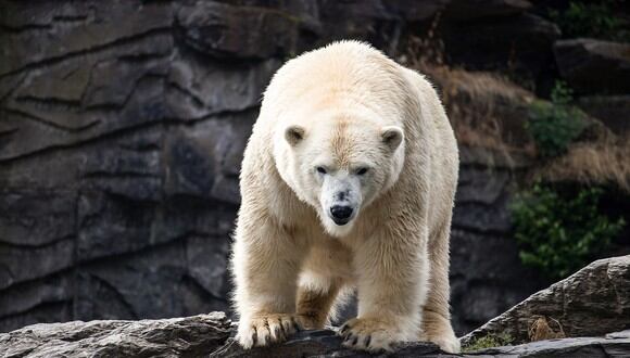 Un hambriento oso polar sorprendió a unos exploradores rusos. (Foto referencial: Pixabay)