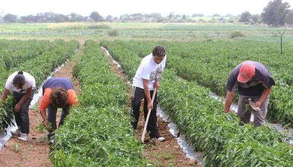 El subsector agrícola tuvo un repunte de 11,7% y el subsector pecuario creció en 2,2% en junio, según Midagri. (Foto: GEC)