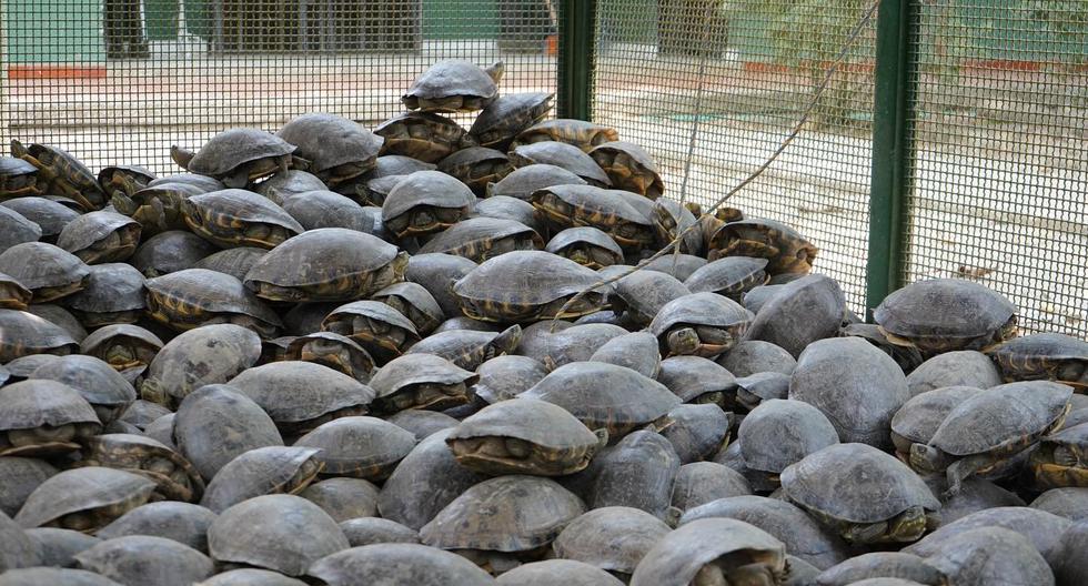 Journey of the hicotea turtles: the most trafficked animals in Colombia during Holy Week