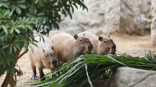 Parque de las Leyendas habilita terreno de cosecha para cubrir alimentación de animales