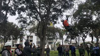 Desarrollan el primer curso certificado en técnicas de arborización urbana [FOTOS]