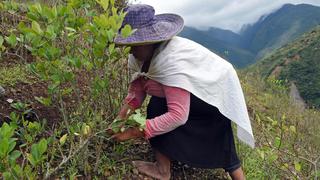 “Habrá guerra” si nos sacan tierra, advierten los yungas cocaleros en Bolivia | FOTOS