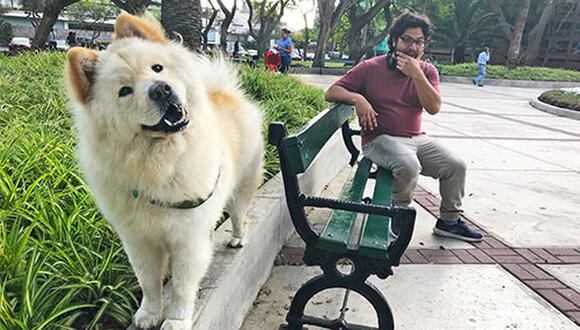Antes de convertirse en Babu, este Chow Chow adoptado por Antonio Menéndez y su familia fue un perro Subaru y pasó varios meses en el portal de WUF como Toto