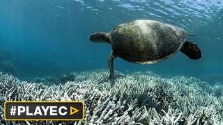 Así se celebró el Día Mundial de las Tortugas Marinas [VIDEO]