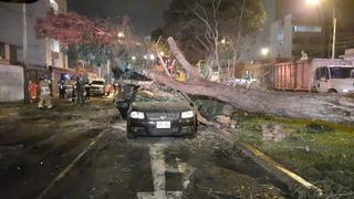 Al menos seis heridos dejó caída de árbol sobre dos vehículos en Surco | VIDEO