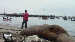 Lobos marinos y pelícanos aparecen muertos en playa de Chimbote