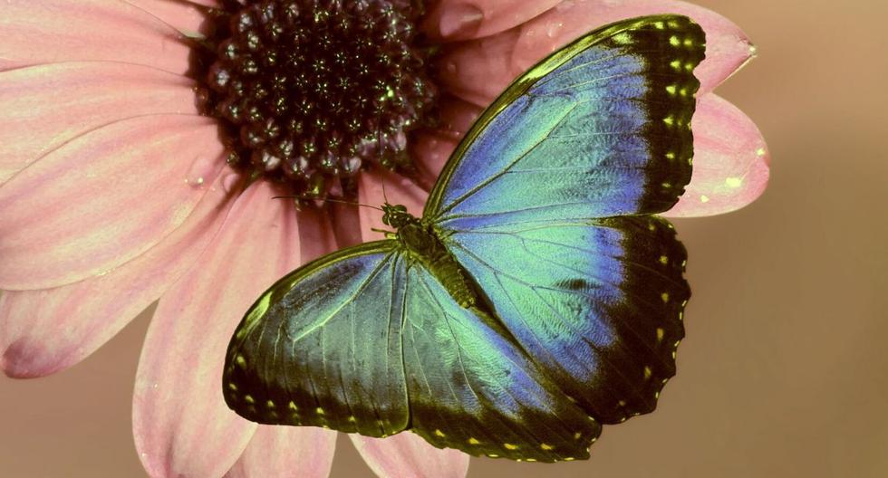 Los investigadores estudiaron los genomas de 20 especies de mariposas. (Foto: Referencial - Pixabay)
