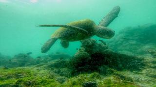 La increíble vida de Silvia, la tortuga marina que venció los peligros de altamar para reproducirse | VIDEO