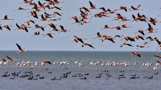 La laguna salobre más grande de sudamérica se convierte en el nuevo parque nacional de Argentina