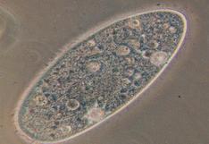 Francia: revelan algo sorprendente de los organismos unicelulares