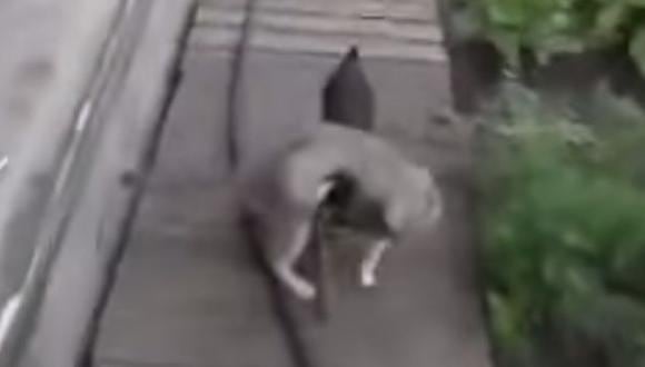 YouTube: perro carga a gato, lo mete en casa y es es viral