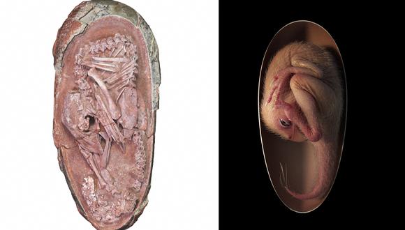 Esta ilustración muestra una reorganización de un embrión de dinosaurio oviraptorosaurio próximo a la eclosión, que se basa en el nuevo espécimen  Baby Yingliang  encontrado en Ganzhou, provincia de Jiangxi, en el sur de China. (Foto: UNIVERSITY OF BIRMINGHAM / AFP)