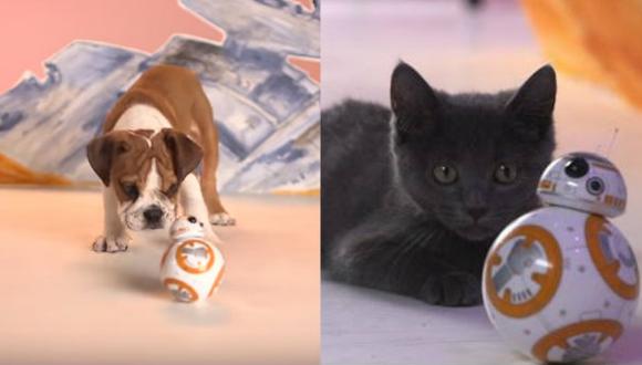 Perros y gatos prueban el nuevo juguete de “Star Wars”