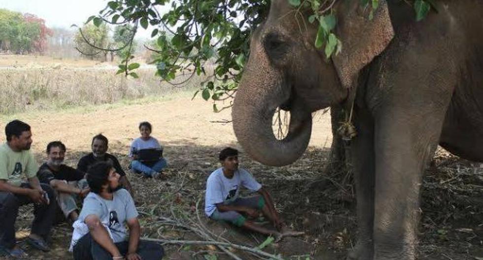 Facebook es la plataforma que nos permite asistir al rescate del elefante \'Rhea\' tras 53 años de cautividad en un circo de la India. (Foto: Facebook / Wildlife S.O.S. )