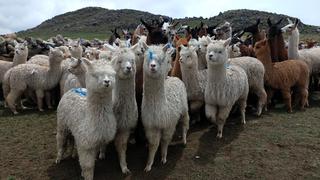 Puno: productos de alpaca mejoraron gracias a embriones de calidad genética