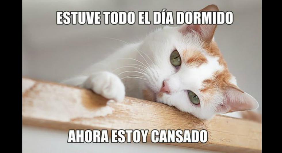 El Día del Gato no se celebra únicamente cada 8 de agosto, sino en otras dos ocasiones al año. (Foto: Facebook)