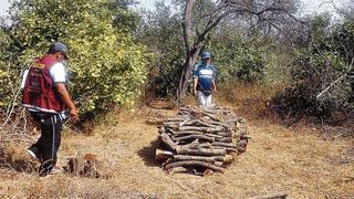 Lambayeque perdió en 10 años unas 70 mil hectáreas por tala