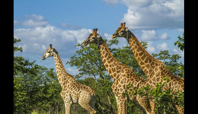 Las jirafas macho pesan 1.200 kilos; las hembras, 800 o 900 kilos.    Foto: Istock