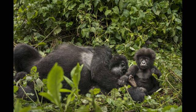 Parque Nacional Volcanoes, Ruanda. Se encuentra al noroeste de Ruanda y es famoso por el refugio de gorilas de montaña. Además de estar cerca de los gorilas, este parque nacional es el hogar de cinco volcanes de la cordillera de Virunga. Trekking y s