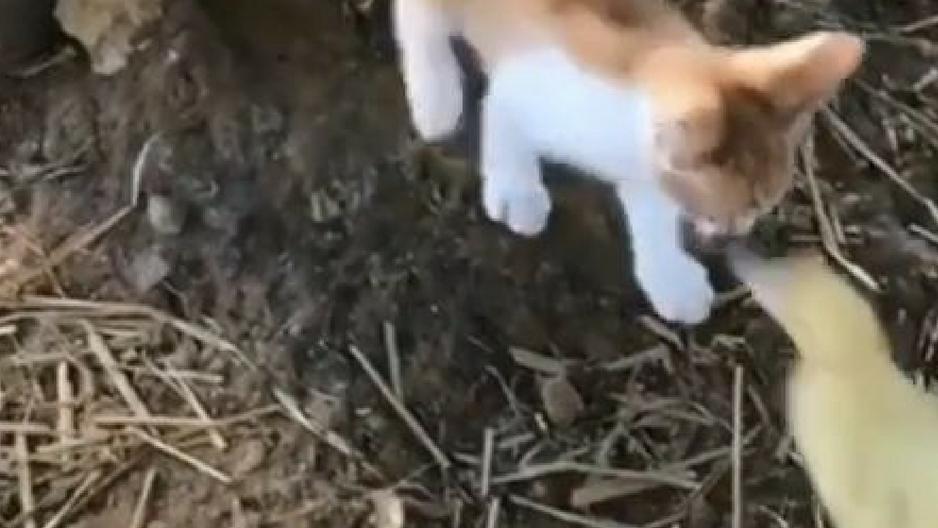 Un gato y unos patitos se enfrentaron en un tierno viral de Instagram. (Captura)