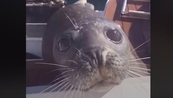 Una foca salvó su vida tras ser ayudada por una familia en Estados Unidos. (Foto: captura).