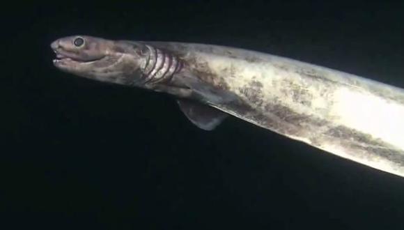 Capturan raro tiburón conocido como el 'fósil viviente'