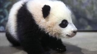 Panda bebe será nueva atracción del zoológico de Washington