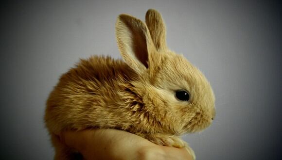 El conejo no tuvo mucho tiempo para disfrutar de su segunda oportunidad de vida. (Foto: Pixabay/Referencial)