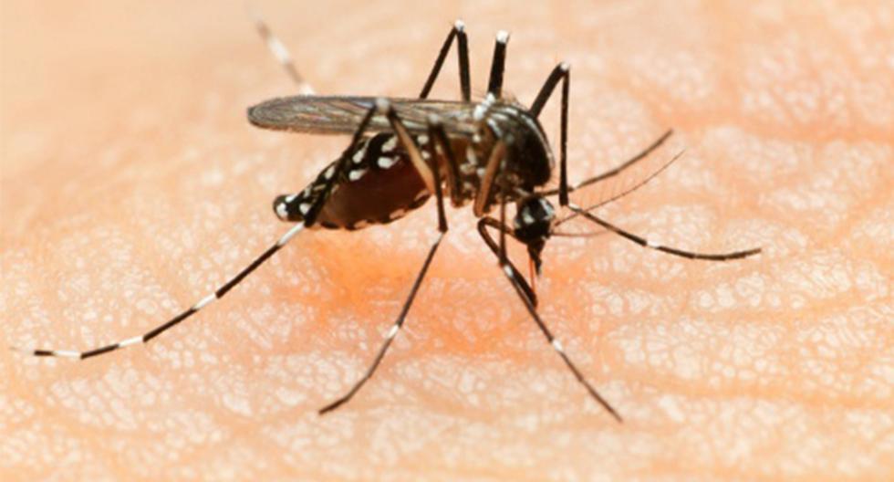 El virus zika ha empezado a causar víctimas en diferentes países de América Latina. (Foto: GettyImages)