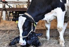 Vacas con mayor resistencia a la tuberculosis, gracias a la edición genética