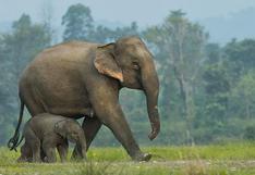 Científicos observan por primera vez a elefantes asiáticos enterrar y hacer rituales por sus crías muertas