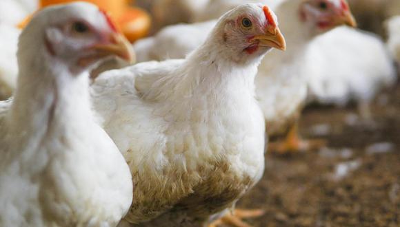 Según la Organización Mundial de la Salud (OMS), la gripe aviar afecta principalmente a las aves domésticas. Foto: GEC