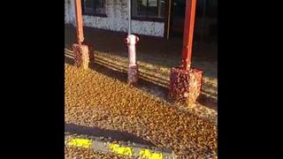 Nube de polillas cubrió toda una calle en Australia [VIDEO]