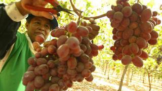 Maximixe: Producción de uvas crecerá 26,3% en 2013 y 33,2% en 2014