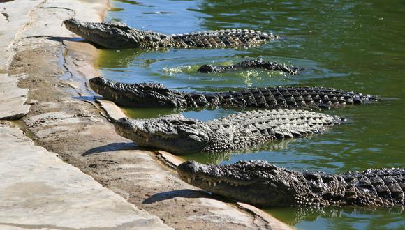Un grupo de cocodrilos atacó de imprevisto a un hombre en un estanque de la ciudad de Nyamhunga. | Foto: Pixabay