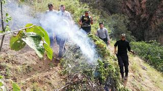 Áncash: incautan 1.400 plantones de marihuana en Pallasca